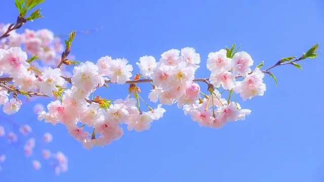 Close-up of delicate pink cherry blossoms standing out against a clear blue sky