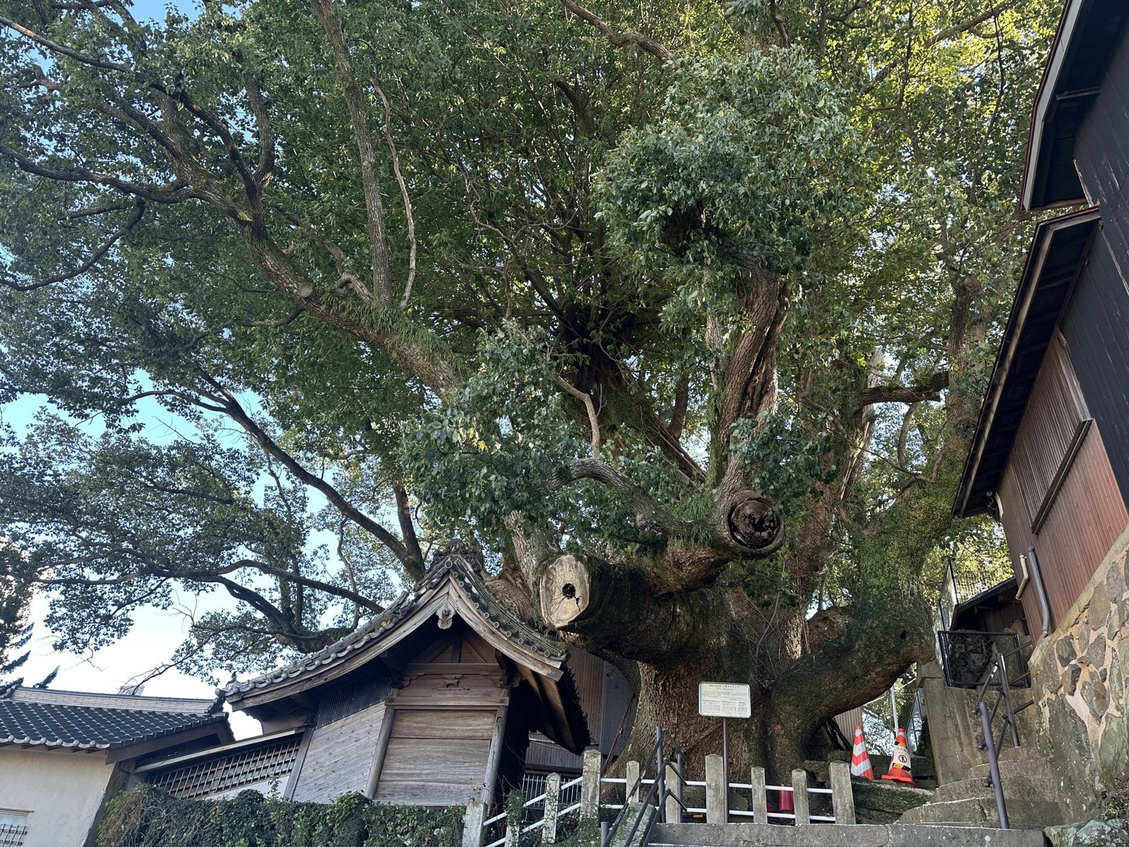 The Great Camphor Tree at Daitokuji Temple in Nagasaki, a massive centuries-old sacred tree surround