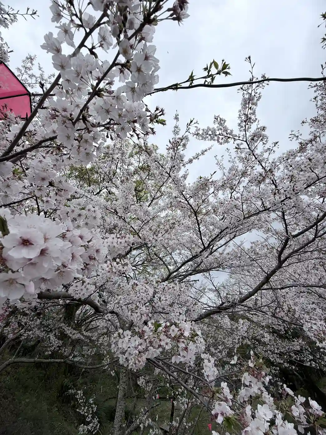 Close-up of delicate cherry blossom flowers