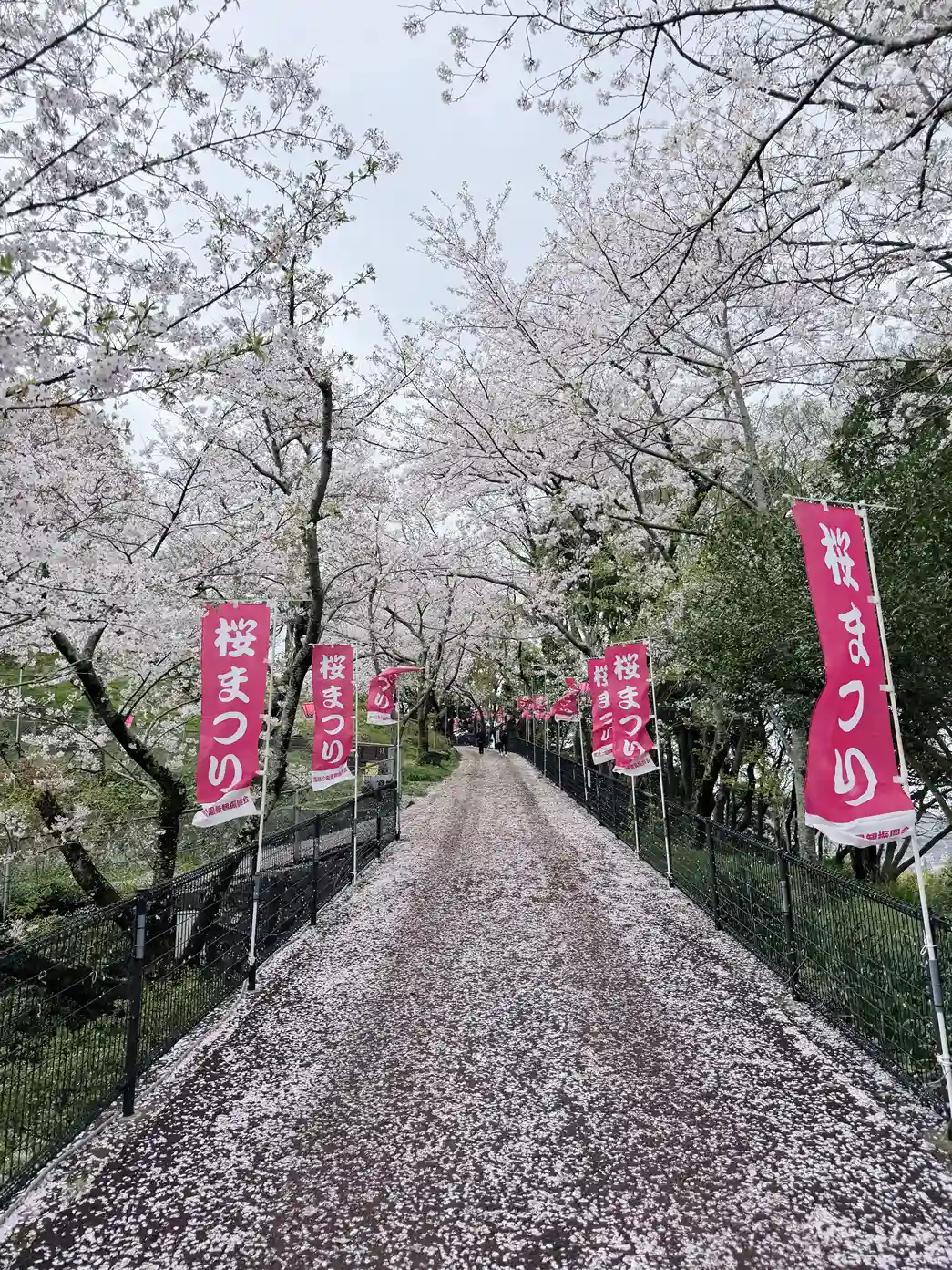 Cherry blossom trees lining a path in spring